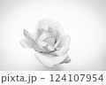 白背景に一輪のバラの花、モノクロの薔薇の背景 124107954