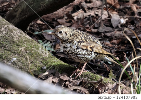 トラツグミ 124107985