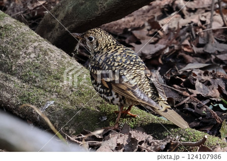 トラツグミ 124107986