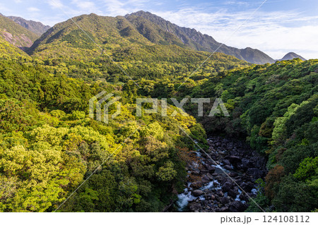 新緑若葉が映える山　洋上アルプス屋久島(春 124108112