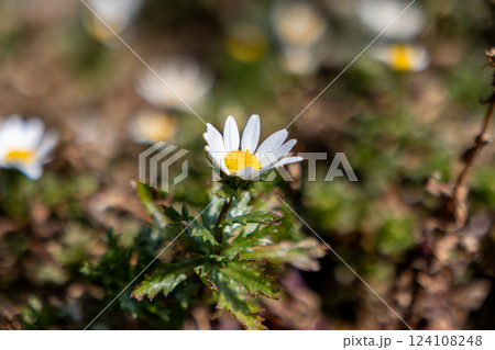 早春の庭に咲くカンシロギク 早春の庭に咲くカンシロギク 124108248