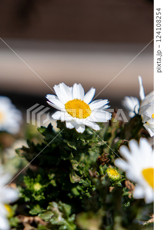 早春の庭に咲くカンシロギク 124108254