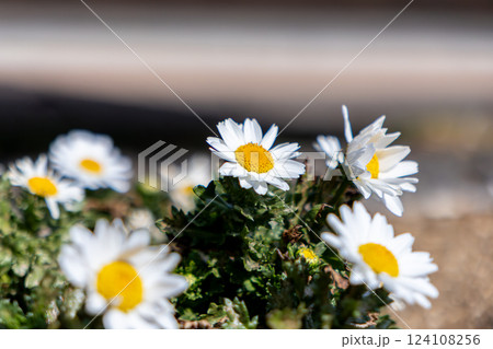 早春の庭に咲くカンシロギク 124108256