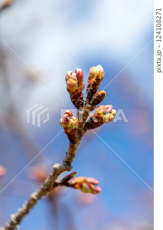 春を待つ桜の蕾 春を待つ桜の蕾 124108271