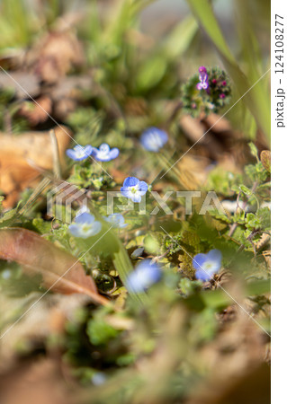 早春の野原に咲くオオイヌノフグリの青い花 124108277