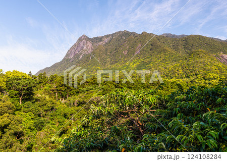 新録若葉　世界自然遺産モッチョム岳　屋久島(春 124108284