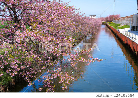 松阪 笠松河津桜 松阪 笠松河津桜 124108584
