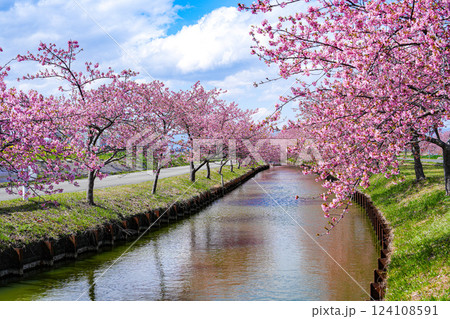 松阪 笠松河津桜 松阪 笠松河津桜 124108591