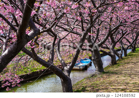 松阪 笠松河津桜 松阪 笠松河津桜 124108592