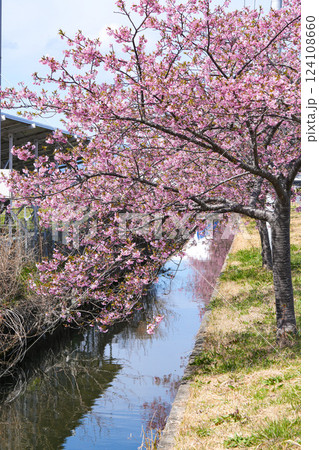 松阪　笠松河津桜 124108660