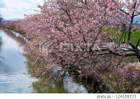 松阪 笠松河津桜 松阪 笠松河津桜 124108725