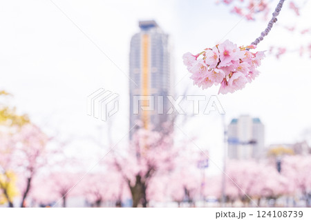 「埼玉県」川口元郷駅の桜並木・川口市 「埼玉県」川口元郷駅の桜並木・川口市 124108739