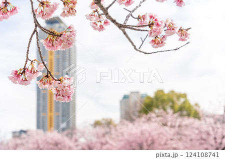「埼玉県」川口元郷駅の桜並木・川口市 124108741