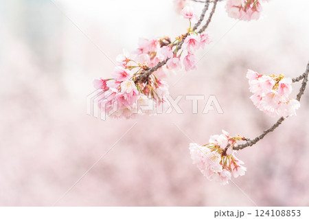 「埼玉県」川口元郷駅の桜並木・川口市 「埼玉県」川口元郷駅の桜並木・川口市 124108853