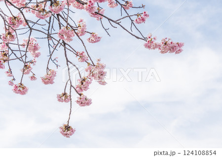 「埼玉県」川口元郷駅の桜並木・川口市 124108854