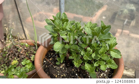 鉢植えの新鮮なミント 124108863