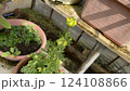 ハウスで育つ小さな花 124108866