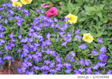 a Blue and purple lobelia flowers blooming beautifully 124108966
