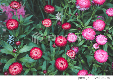 flowers with papery bracts. Xerochrysum bracteatum in Full Bloomas 124108970