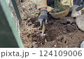 ラベンダーの苗を植える女性の手 124109006