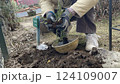 ラベンダーの苗を植える女性の手 124109007