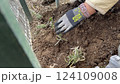 ラベンダーの苗を植える女性の手 124109008