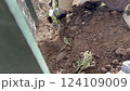 ラベンダーの苗を植える女性の手 124109009