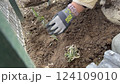 ラベンダーの苗を植える女性の手 124109010