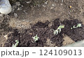 ラベンダーの苗を植える 124109013