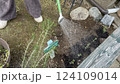 ラベンダーの苗を植える女性 124109014