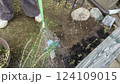 ラベンダーの苗を植える 124109015