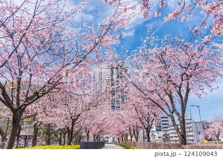 「埼玉県」川口元郷駅の安行桜並木・川口市 124109043
