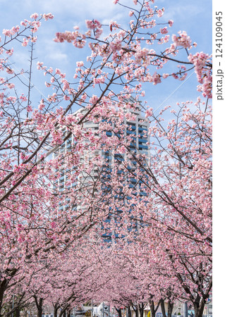 「埼玉県」川口元郷駅の安行桜並木・川口市 124109045