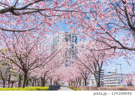 「埼玉県」川口元郷駅の安行桜並木・川口市 124109049