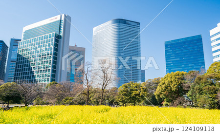 「東京都」東京汐留の高層ビルと浜離宮恩賜庭園の菜の花 124109118