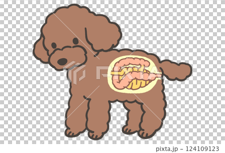 犬の腸の断面図 124109123