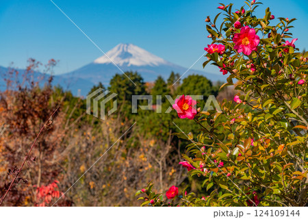 サザンカの花と冠雪富士 124109144