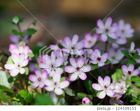 早春の赤紫の雪割草 124109151