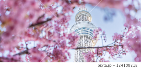 「東京都」東京スカイツリーと河津桜 124109218