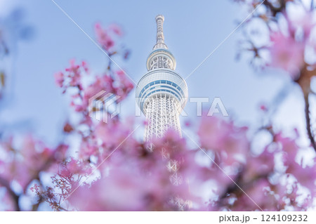 「東京都」東京スカイツリーと河津桜 「東京都」東京スカイツリーと河津桜 124109232