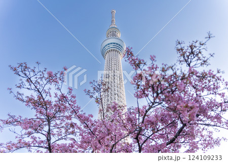 「東京都」東京スカイツリーと河津桜 「東京都」東京スカイツリーと河津桜 124109233