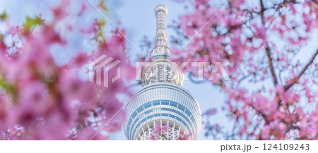 「東京都」東京スカイツリーと河津桜 「東京都」東京スカイツリーと河津桜 124109243