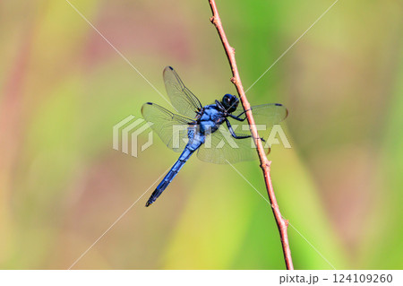 ツートンカラーの身近な蜻蛉シオカラトンボ 124109260