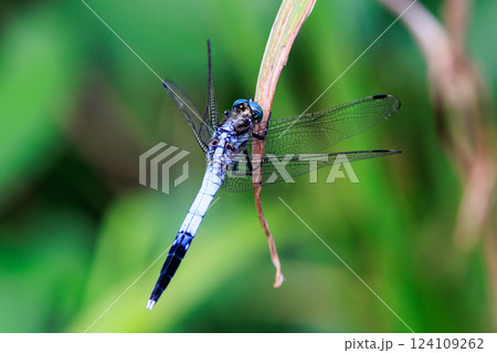 ツートンカラーの身近な蜻蛉シオカラトンボ 124109262