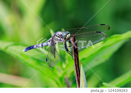 ツートンカラーの身近な蜻蛉シオカラトンボ 124109263
