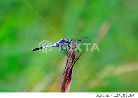 ツートンカラーの身近な蜻蛉シオカラトンボ 124109264