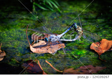 ツートンカラーの身近な蜻蛉シオカラトンボ 124109267