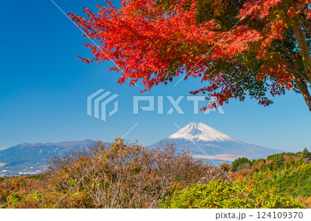 真っ赤に紅葉したモミジと冠雪富士 124109370