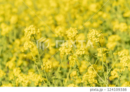 菜の花畑 124109386