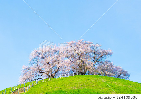 丸墓山古墳の桜（さきたま古墳公園） 124109388